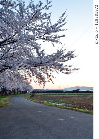 加治川の桜（新潟県） 118581972