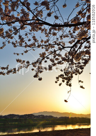 加治川治水記念公園の桜並木（新潟県） 118582016