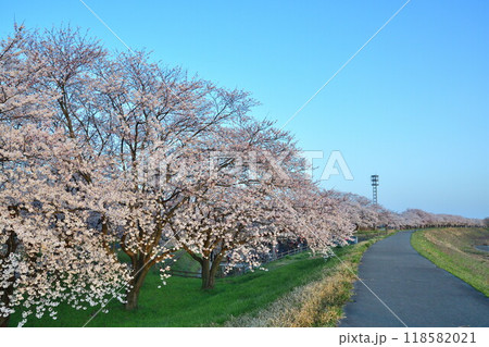 加治川治水記念公園の桜並木（新潟県） 118582021