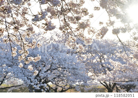 加治川治水記念公園の桜（新潟県） 118582051
