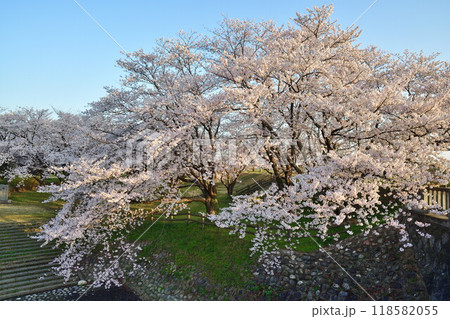 加治川治水記念公園の桜（新潟県） 118582055
