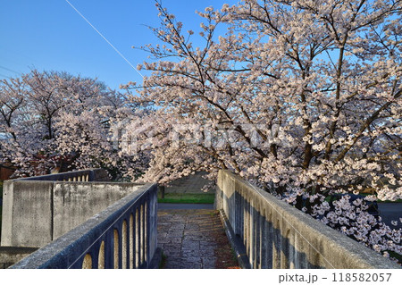 加治川治水記念公園の桜（新潟県） 118582057