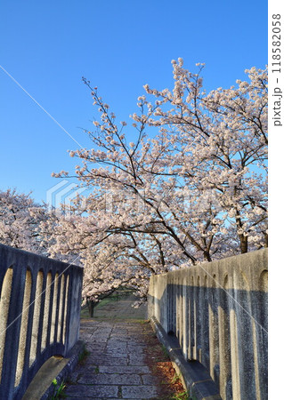 加治川治水記念公園の桜（新潟県） 118582058