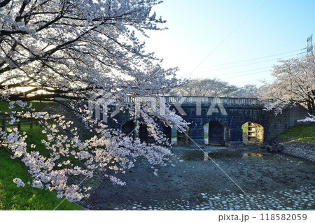 加治川治水記念公園の桜(新潟県) 加治川治水記念公園の桜(新潟県) 118582059