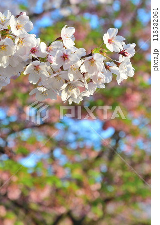 加治川治水記念公園の桜（新潟県） 118582061