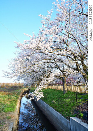 加治川治水記念公園の桜（新潟県） 118582066