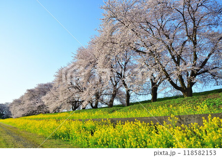 加治川治水記念公園の桜と菜の花（新潟県） 118582153