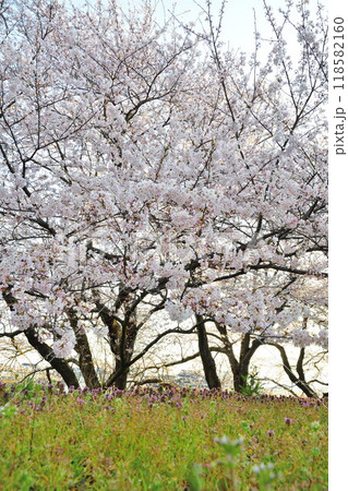 加治川治水記念公園の桜と菜の花(新潟県) 加治川治水記念公園の桜と菜の花(新潟県) 118582160