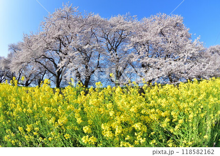 加治川治水記念公園の桜と菜の花(新潟県) 加治川治水記念公園の桜と菜の花(新潟県) 118582162