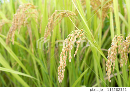 秋の実り 新米 秋の実り 新米 118582531