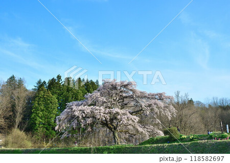 芳水の桜(福島県) 芳水の桜(福島県) 118582697