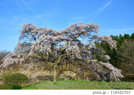 芳水の桜(福島県) 芳水の桜(福島県) 118582707