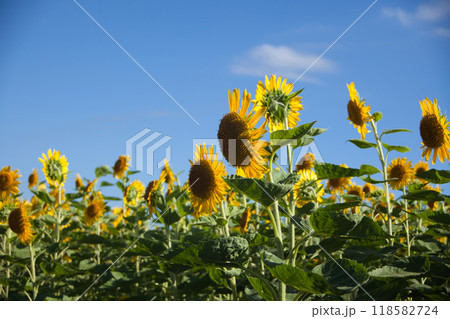 夏の花のある風景 夏の花のある風景 118582724