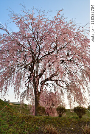 大久保の枝垂れ桜（福島県） 118582784