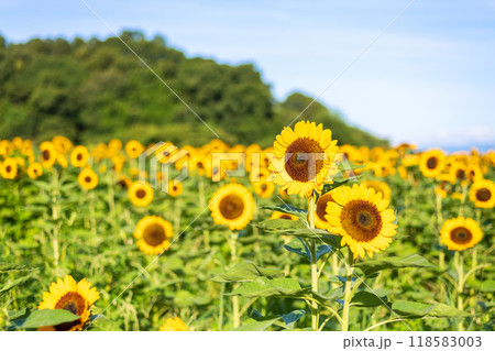 早朝のひまわり畑と青空 118583003