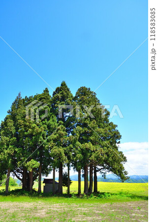 山本山高原　菜の花（新潟県） 118583085