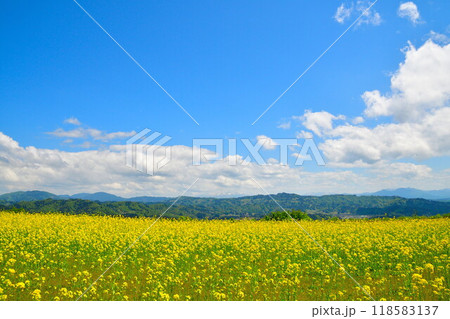 山本山高原の菜の花(新潟県) 山本山高原の菜の花(新潟県) 118583137