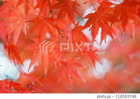 黄色い菊の花 118583598