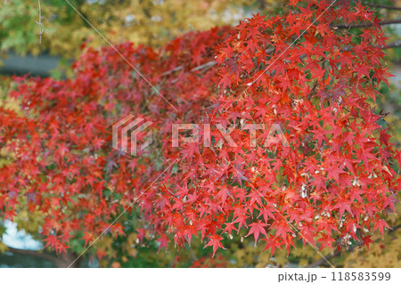 黄色い菊の花 黄色い菊の花 118583599