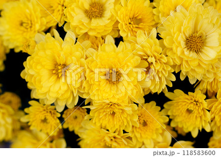 黄色い菊の花 118583600