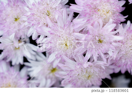 黄色い菊の花 118583601