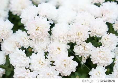 白い菊の花 白い菊の花 118583620