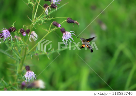 アザミの蜜を吸うホシホウジャク ホバリング 凄い アザミの蜜を吸うホシホウジャク ホバリング 凄い 118583740