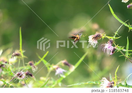 アザミの蜜を吸うホシホウジャク　ホバリング　凄い 118583748