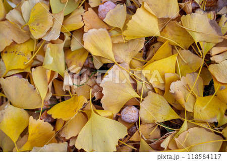 黄色いイチョウの落ち葉 118584117