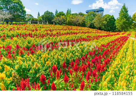 ぎふワールド・ローズガーデン、満開のケイトウ〈岐阜県可児市〉 118584155