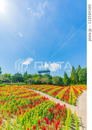 ぎふワールド・ローズガーデン、満開のケイトウ〈岐阜県可児市〉 ぎふワールド・ローズガーデン、満開のケイトウ〈岐阜県可児市〉 118584160