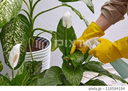 treating houseplants with insecticide. Hands in yellow rubber gloves moisten leaves with a spray bottle treating houseplants with insecticide. Hands in yellow rubber gloves moisten leaves with a spray bottle 118584184