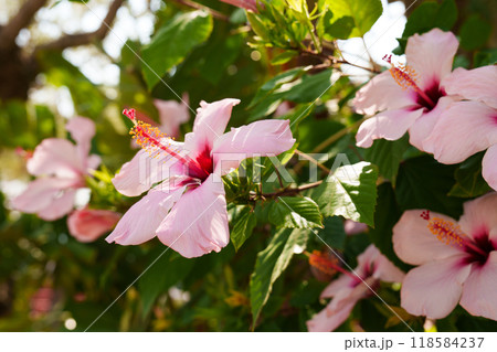 Vibrant pink hibiscus flower in full bloom, captured in natural outdoor setting with green leaves  118584237