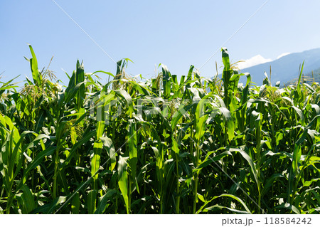 Close-Up of Cornfield Under Clear Blue Sky 118584242
