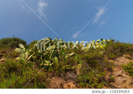 Prickly Pear Cacti on a Sunny Hillside 118584263