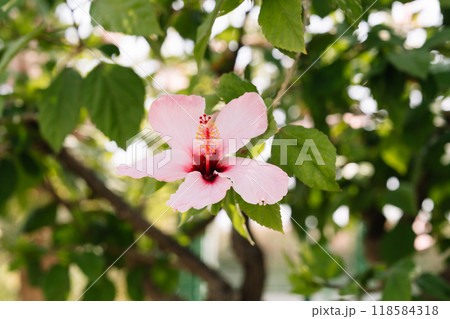 Close-up of a Pink Hibiscus Flower in Natural Setting Close-up of a Pink Hibiscus Flower in Natural Setting 118584318