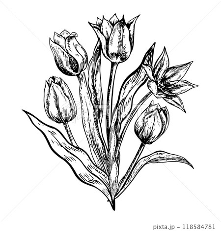 A bouquet of tulips. A black and white vector graphic illustration made by hand. A design element. Highlighted on a white background. For packages, labels and flyers, posters and banners. A bouquet of tulips. A black and white vector graphic illustration made by hand. A design element. Highlighted on a white background. For packages, labels and flyers, posters and banners. 118584781