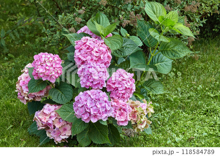 Lush pink hydrangea in the park against a background of green foliage Lush pink hydrangea in the park against a background of green foliage 118584789