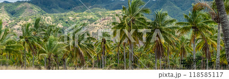 oahu Hawaii Palm Tree Coconut Farm plantation oahu Hawaii Palm Tree Coconut Farm plantation 118585117