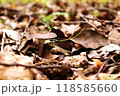 落ち葉の中に生えるキノコ 118585660