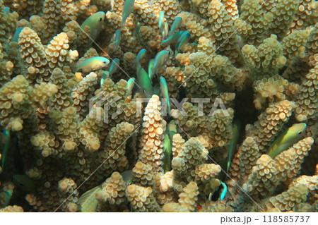 海中の珊瑚と熱帯の魚 118585737