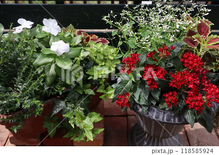 ペンタスの寄せ植えとニチニチソウの寄せ植え ペンタスの寄せ植えとニチニチソウの寄せ植え 118585924