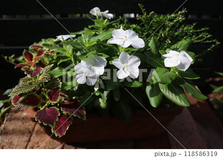 白いニチニチソウの寄せ植え 白いニチニチソウの寄せ植え 118586319