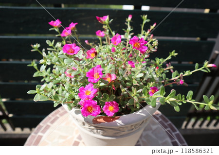 斑入り葉ポーチュラカのピンクの花 118586321