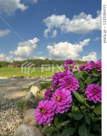 dark pink dwarf dahlias bloom in the country 118586433