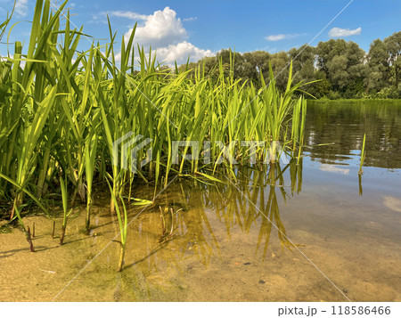 very beautiful bank of the Berezina river in summer 118586466
