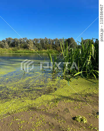 very beautiful bank of the Berezina river in summer 118586467