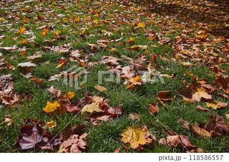 Fallen autumn leaves 118586557