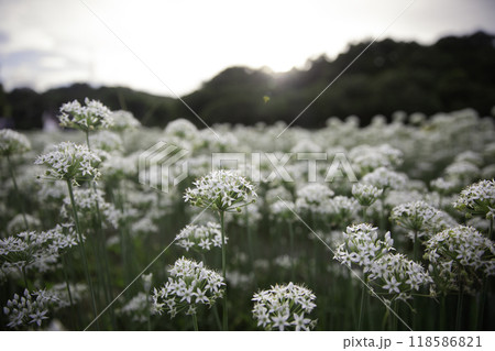 植物 工場 プランツ 118586821