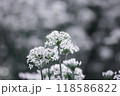 植物 工場 プランツ 118586822